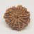 10 Faced Rudraksha Ind
