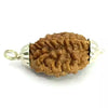 2 Faced Rudraksha – India